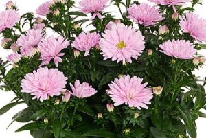 Aster Showmakers Sweet Pink